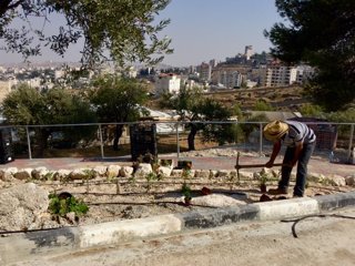 Person using a pick axe to plant shrubs and set up an irrigation system by the side of a paved path.