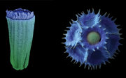 Close up photos of a chicory achene and a chicory pollen grain.
