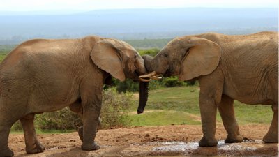 Two African bush elephants with trunks touching.