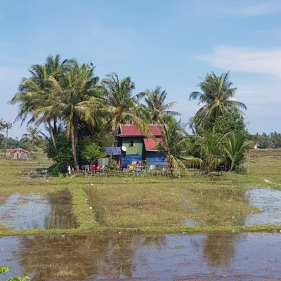 A house surrounding by palm trees in front of a waterlogged field. 