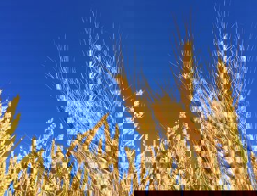 Corn on a background of a blue sky