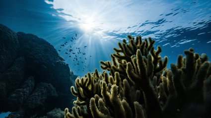 Sunlight beams penetrate clear ocean water above a vibrant coral reef with small fish swimming nearby.