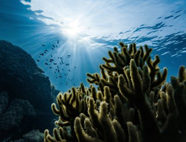 Sunlight beams penetrate clear ocean water above a vibrant coral reef with small fish swimming nearby.
