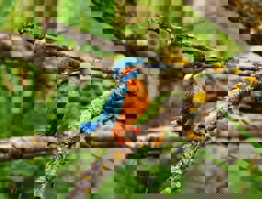A kingfisher