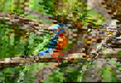 A kingfisher