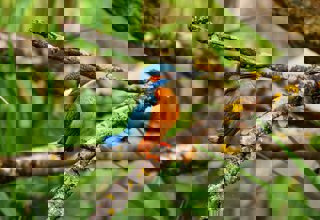 A kingfisher