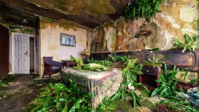 An abandoned hotel room with plants growing from the bed. Photograph titled 'Hotel Bedding'.