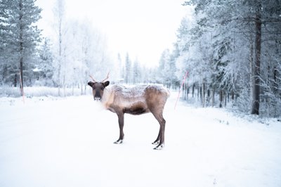 A deer on a snowy backdrop