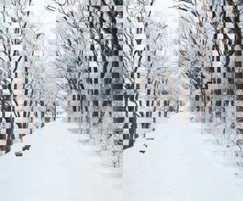 Dirt road covered in snow with trees