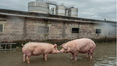 Two pigs standing in cloudy water standing next to an industrial, brick building, touching noses.