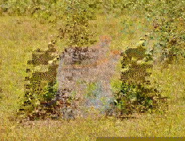Two cheetahs