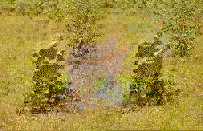Two cheetahs