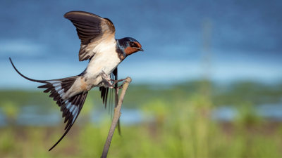 A swallow landing on a small branch.