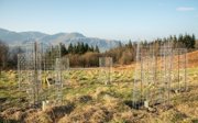 Newly planted trees.