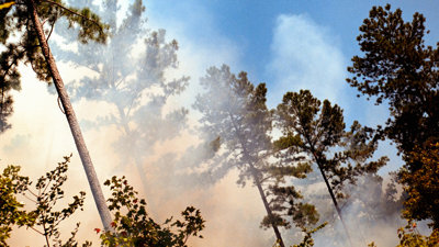 Smoke from Fire Rising Through Pine Trees Under A Blue Sky