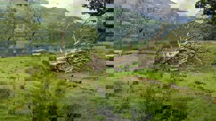 A fallen tree next to a lake
