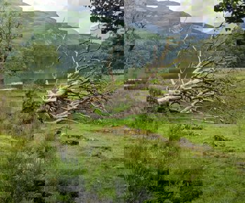 A fallen tree next to a lake