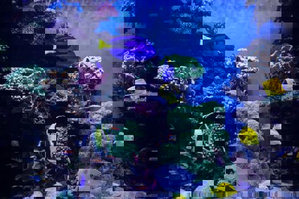 A coral reef with blue fish