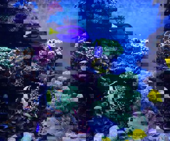 A coral reef with blue fish