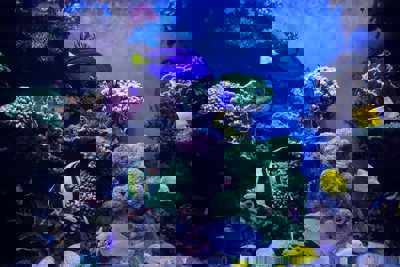 A coral reef with blue fish
