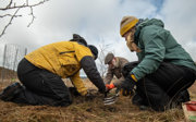 A group planting a tree.