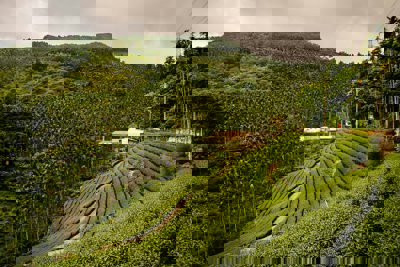 Green grass field next to rainforest