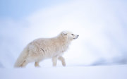 Sideview of an arctic fox against a backdrop of snow.