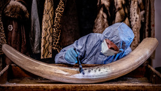 A researcher using a forensic dusting technique on an elephant tusk.