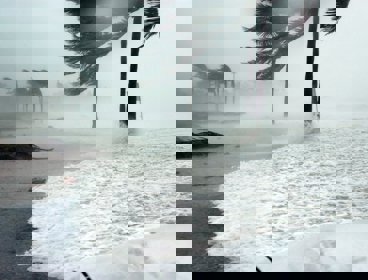 Palm trees in a storm with rough seas