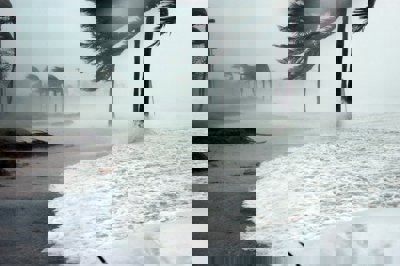Palm trees in a storm with rough seas