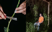 A mango shoot being prepped for grafting on the left and a farmer sitting on a stone in a lush field on the right.