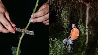A mango shoot being prepped for grafting on the left and a farmer sitting on a stone in a lush field on the right.