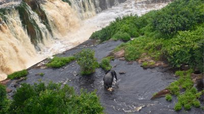 Elephant walking across stream next to waterfall seen from above.