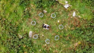 Aerial view of a person with a cello, sat in a circle of newly planted trees.