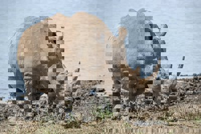 A Rhino stands in arid, rocky grassland with lake waters behind. 