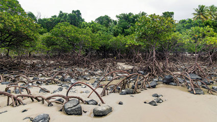Mangrove forest growing on the beach at Cape Tribulation in Australia.
