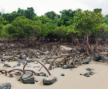 Mangrove forest growing on the beach at Cape Tribulation in Australia.