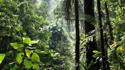 Tropical rainforest