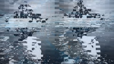 Three seals on a small iceberg in the middle of the sea with snow-covered mountain in the background