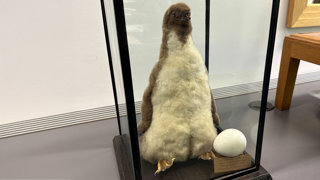'Icicle' the penguin in a display case.
