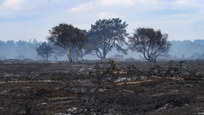 Burnt heath and trees in Suffolk.