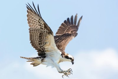 An Osprey
