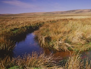 Moorland stream peatland in Dartmoor National Park.