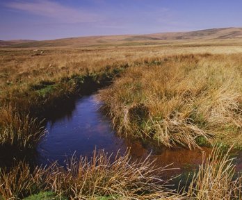 Moorland stream peatland in Dartmoor National Park.