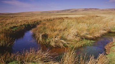 Moorland stream peatland in Dartmoor National Park.