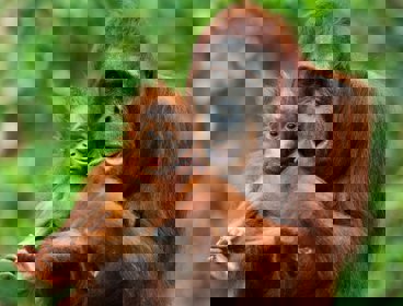 Orangutan mother and baby
