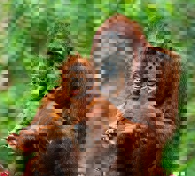 Orangutan mother and baby