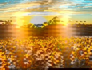 Sunflowers in a field