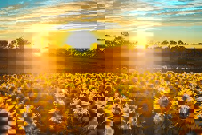 Sunflowers in a field