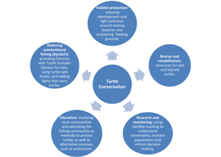 Methods of turtle conservation.
